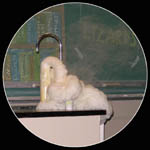 Contact the Department of Chemistry for help identifying photos {AB6}